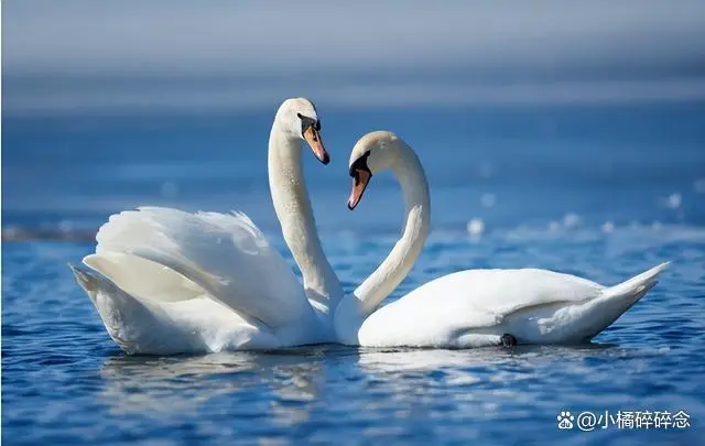图片加载失败